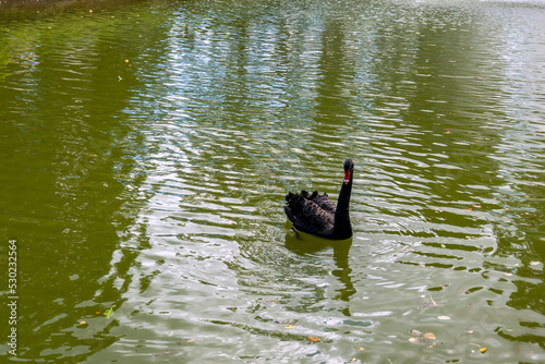 Black swans in a pond of public park