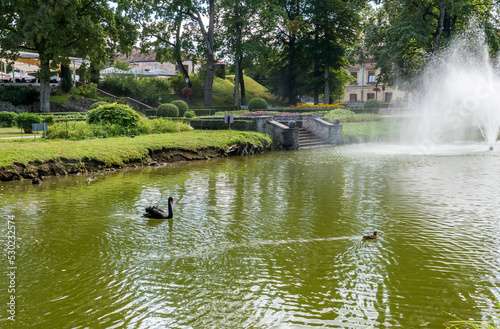 Black swans in a pond of public park 