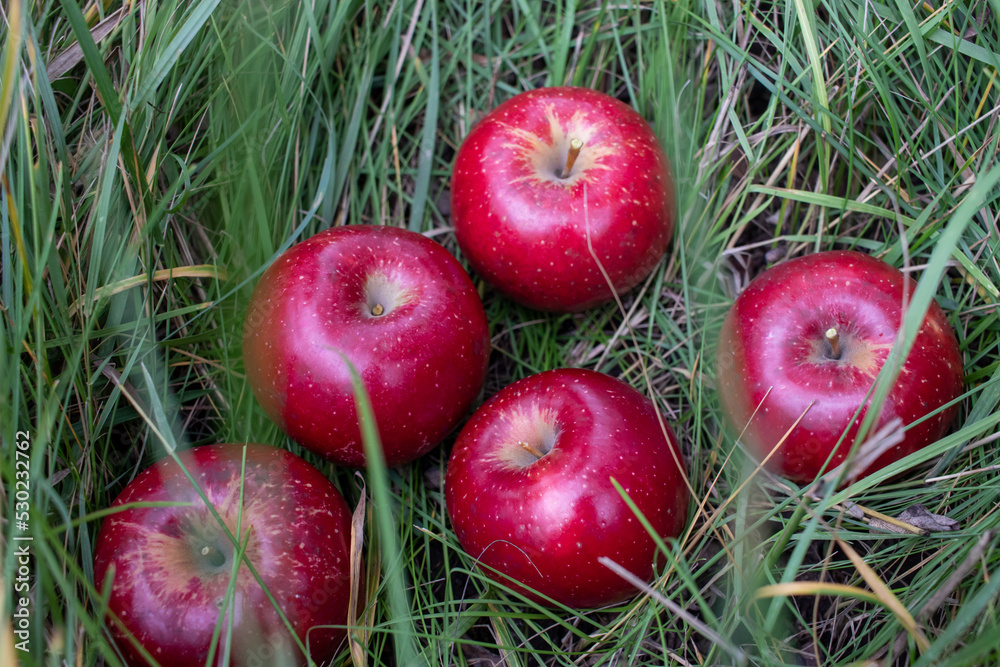 Red ripe apples on green grass background in the garden. Summer, autumn harvesting season. Local fruits, organic farming. Apples in fruit orchard. Top view, copy space Red ripe apples on green grass background in the garden. Summer, autumn harvesting season. Local fruits, organic farming. Apples in fruit orchard. Top view, copy space