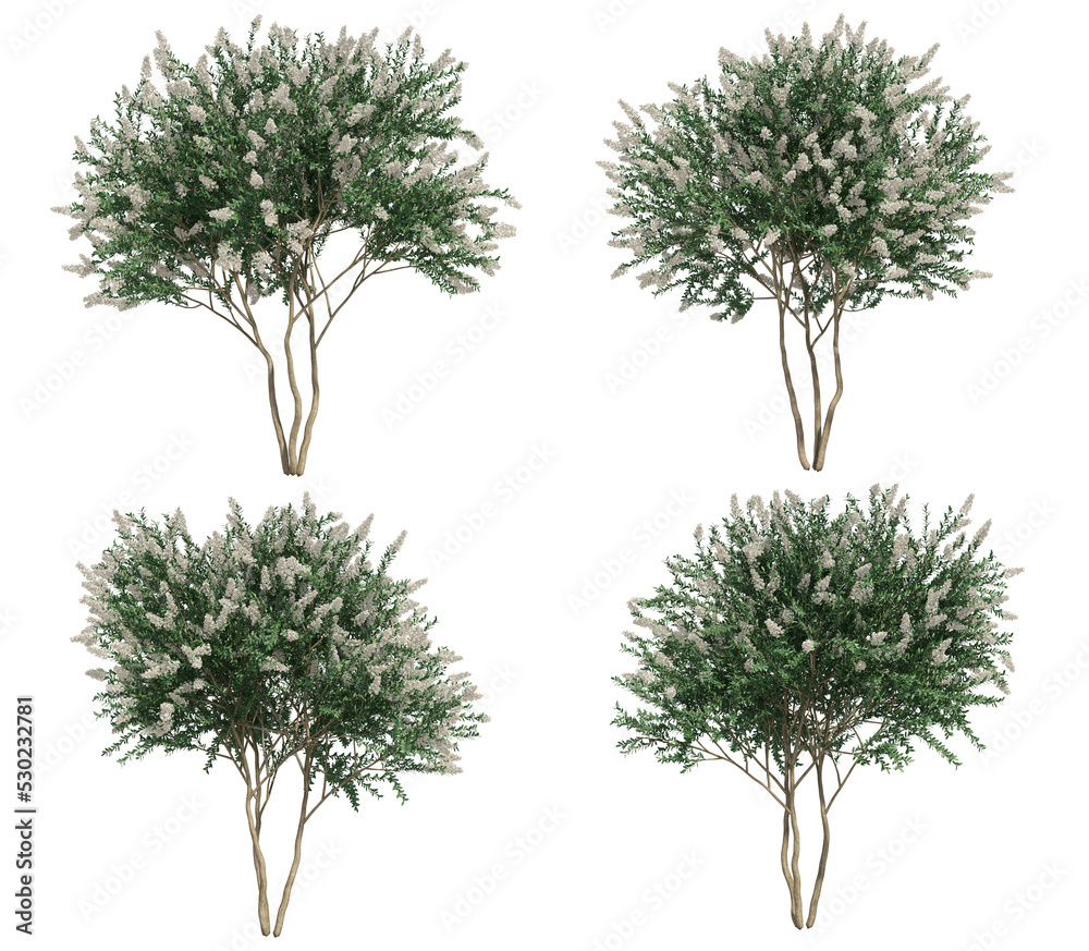 3d rendering of Crepe myrtle tree isolated