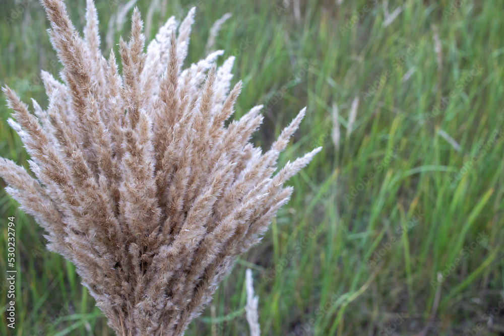 Pampas grass bouquet on green grass background in a field. Autumn beige color aesthetic. Pampas grass bouquet on green grass background in a field. Autumn beige color aesthetic.