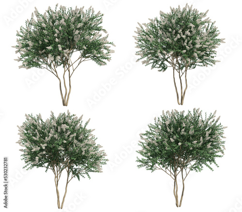 3d rendering of Crepe myrtle tree isolated photo