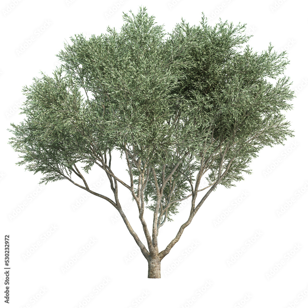 3d rendering of Fruitless Olive tree isolated