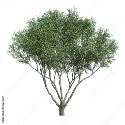 3d rendering of Fruitless Olive tree isolated photo