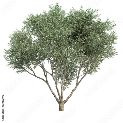 Obraz na płótnie 3d rendering of Fruitless Olive tree isolated w salonie