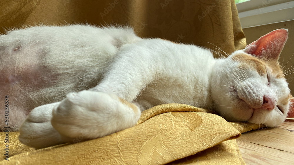 Sleeping cat