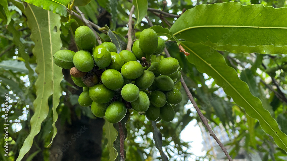 Vegetable cepokak (Solanum torvum) is an eggplant plant Vegetable cepokak (Solanum torvum) is an eggplant plant