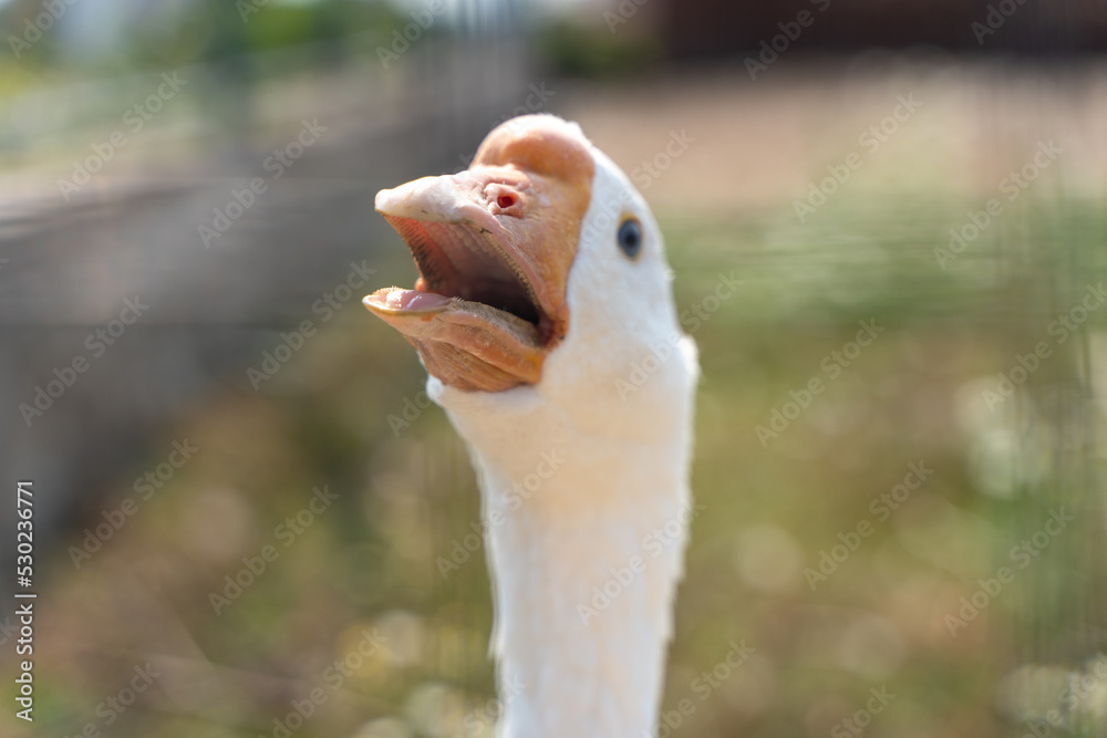 goose with teeth