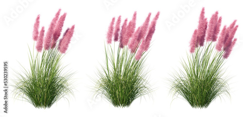 3d rendering of Dwarf Pampas Grass isolated