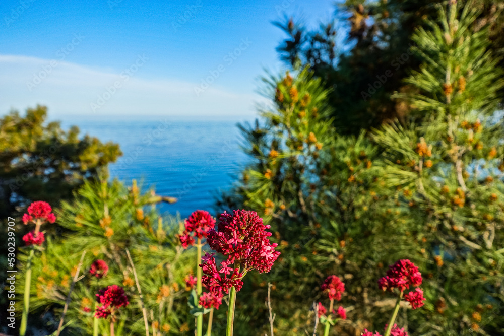 Nikitsky Botanical Garden with a view of the Black Sea. Crimea 2021 Nikitsky Botanical Garden with a view of the Black Sea. Crimea 2021