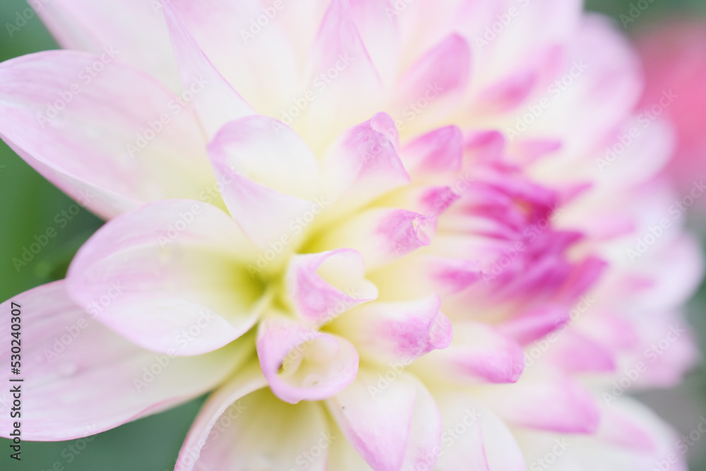 dahlia background ダリア 花の背景 dahlia background ダリア 花の背景