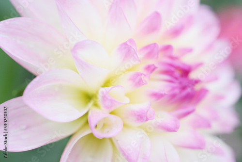 dahlia　background　ダリア　花の背景