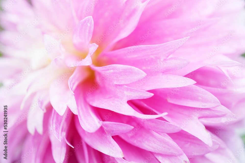 pink dahlia flower