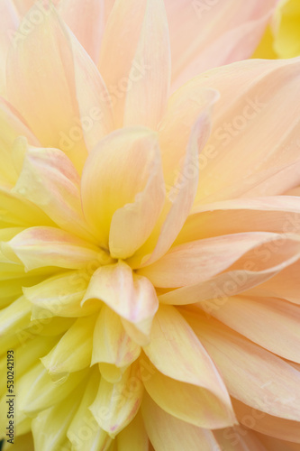 yellow dahlia flower © Works. K