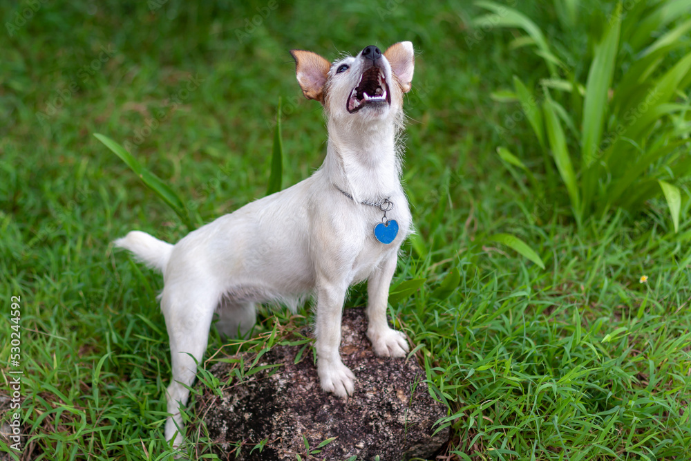 Dog of Jack Russell breed with open mouth stands with its front paws on stone on green grass and looks up. Shallow depth of field. Side view. Horizontal.