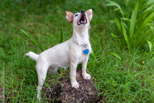 Dog of Jack Russell breed with open mouth stands with its front paws on stone on green grass and looks up. Shallow depth of field. Side view. Horizontal. © Vladimir Kazakov