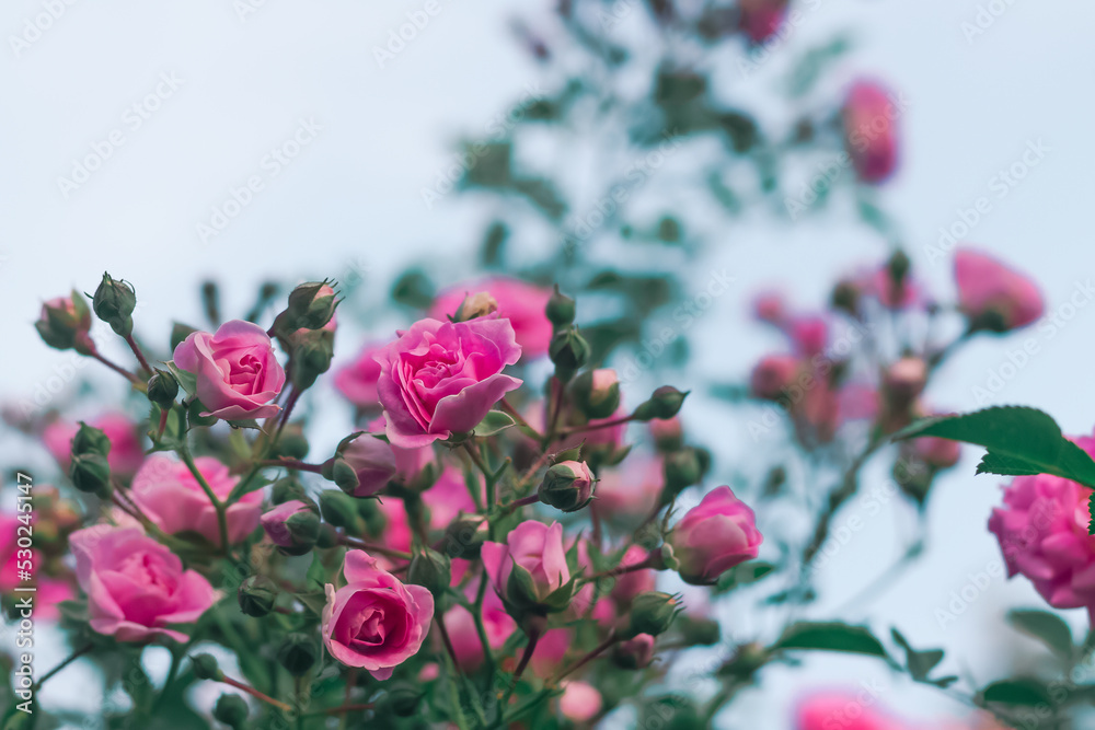 A beautiful pink rose with small numerous buds on a branch in the blue sky. Pink Floral background A beautiful pink rose with small numerous buds on a branch in the blue sky. Pink Floral background