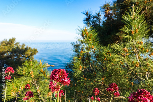 Nikitsky Botanical Garden with a view of the Black Sea. Crimea 2021
