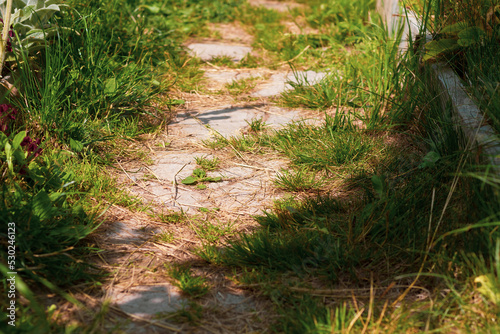 Garden path made of tiles overgrown with grass in summer