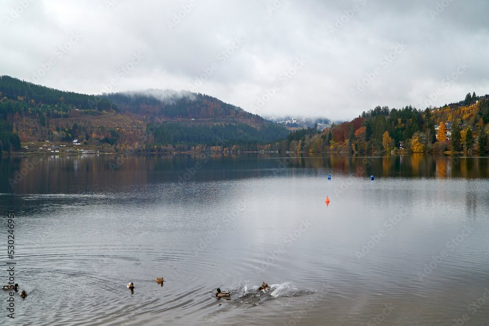 Ducks moving on calm Lake Titisee
