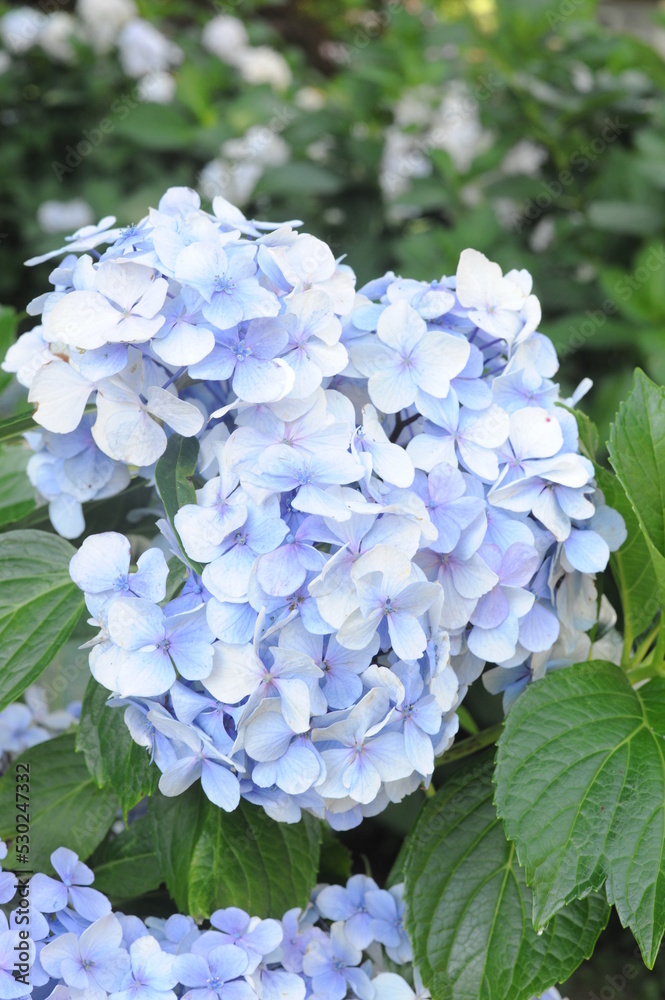 Hydrangea or hortensia flowers in full bloom and blossom flourishing in a garden with green leaves Hydrangea or hortensia flowers in full bloom and blossom flourishing in a garden with green leaves