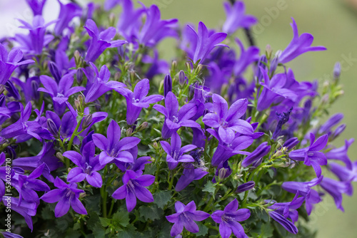 Outdoor spring purple flowers, Clustered Bellflower, Campanula glomerata L
