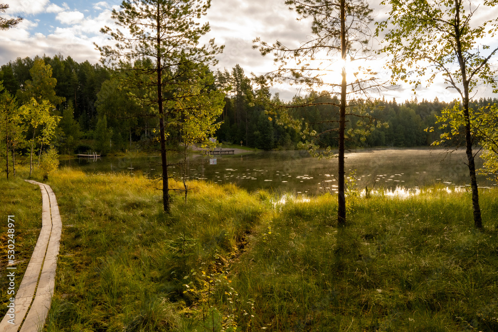 Obraz premium forest, water, lake, green grass, blue sky