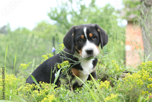 Amazing puppy holding flower and looking at you