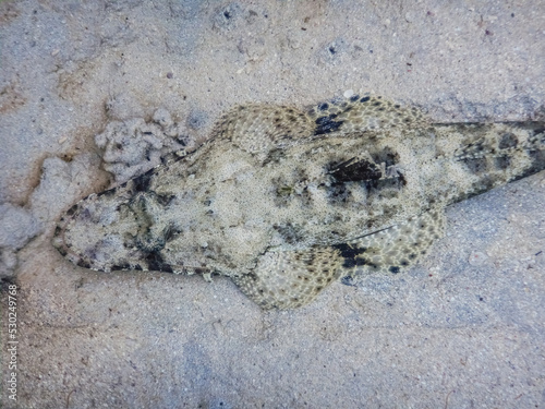 crocodile fish lying on the seabed while diving in the red sea detail