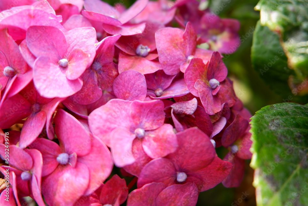 purple hydrangea flowers that are blooming in the morning purple hydrangea flowers that are blooming in the morning