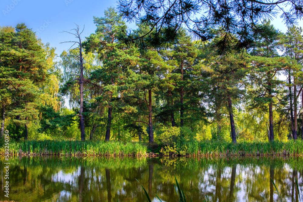 Pond, lake in the forest, reflection in the water of the forest, pine trees on the shore