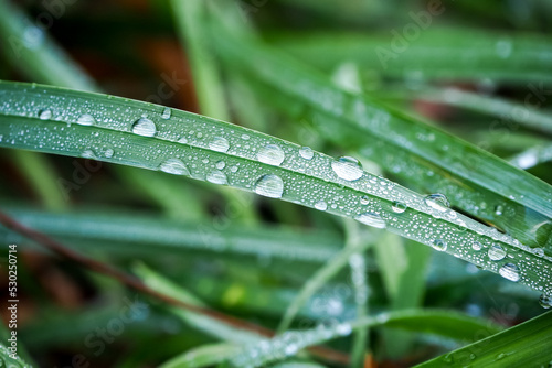 green grass with water drops natural background