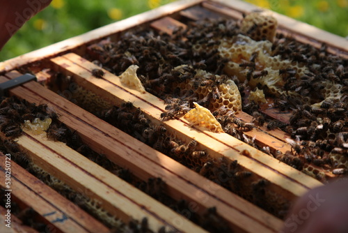 Otwarty ul z dużą ilością pszczół