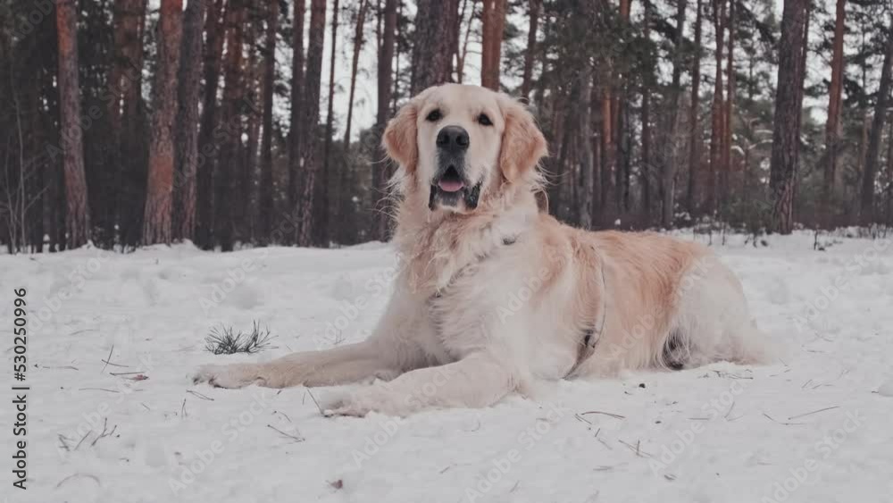 Long of adorable happy Golden retriever dog lying in snowy winter forest Long of adorable happy Golden retriever dog lying in snowy winter forest