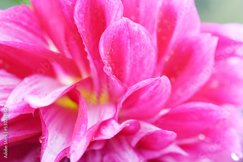 pink closeup