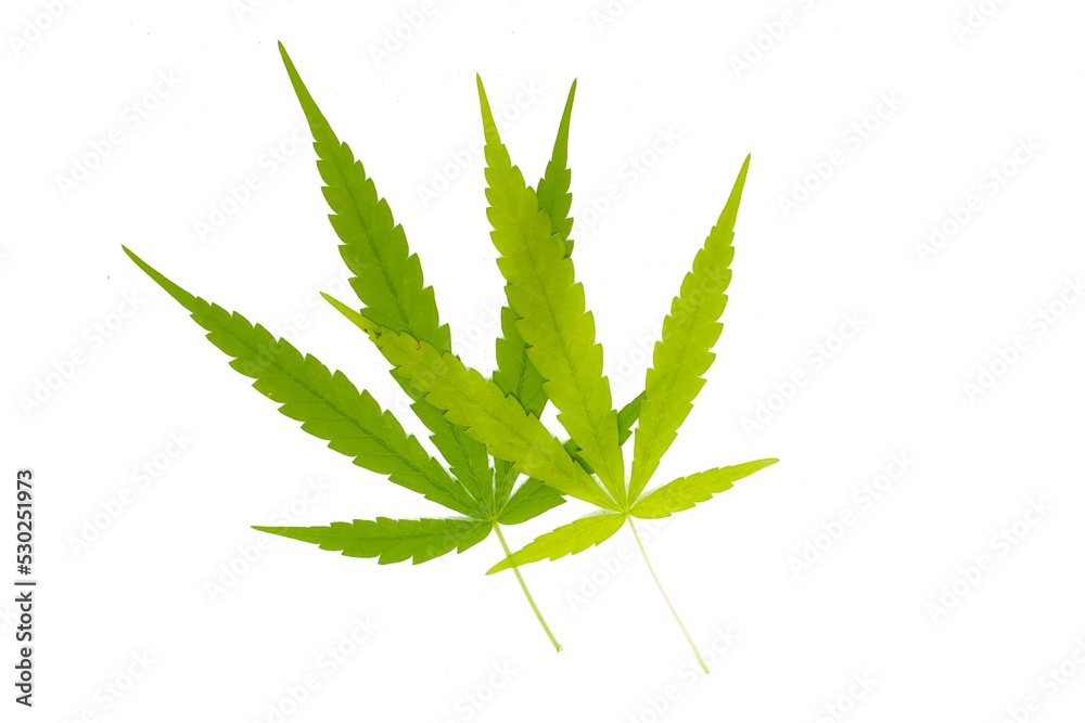 white background photo two cannabis leaves stacked white background photo two cannabis leaves stacked