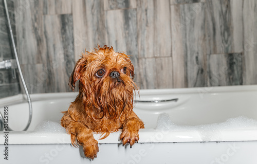 Wet dog. Brussels Griffon in the bathroom. Groomer washes the dog.