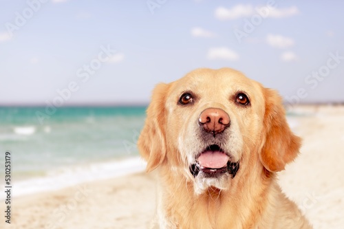 a beautiful dog standing on sand in a beach at summer
