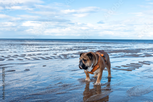 Red English British Bulldog walking on seaside in sunny summer day