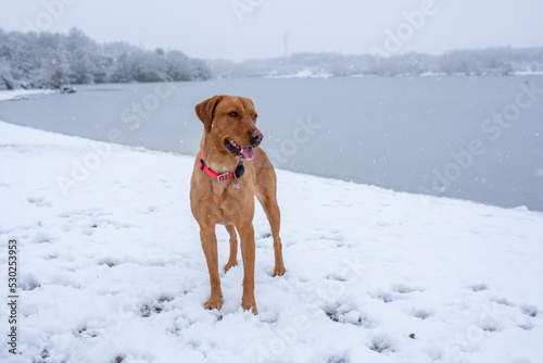 a cheerful funny dog plays on the shore of a lake in the snow on a snowy winter day