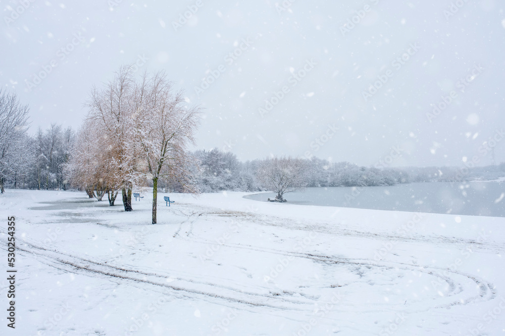 Fototapeta premium White big tree in park in winter. White snow landscape.