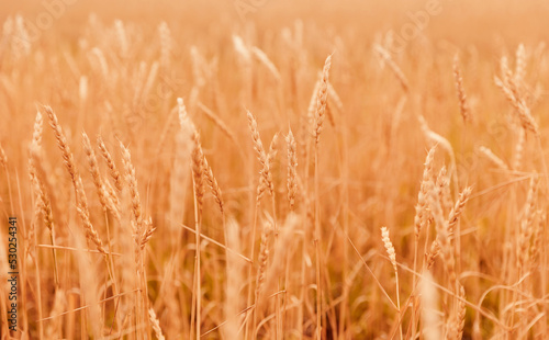 Closeup banner yellow wheat fields  macro photo