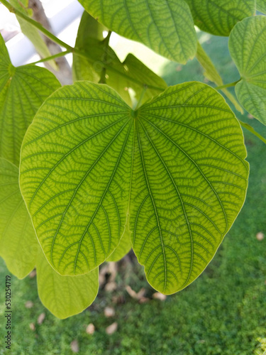 Green Leaf on a Branch