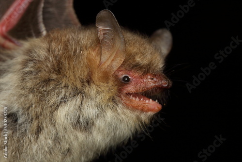 Portrait of Natterer's bat (Myotis nattereri) in a natural habitat