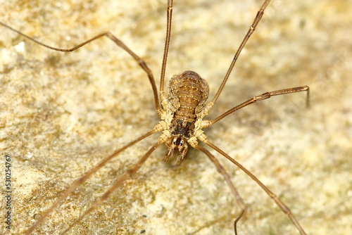 The harvestman Mitopus morio in a natural habitat