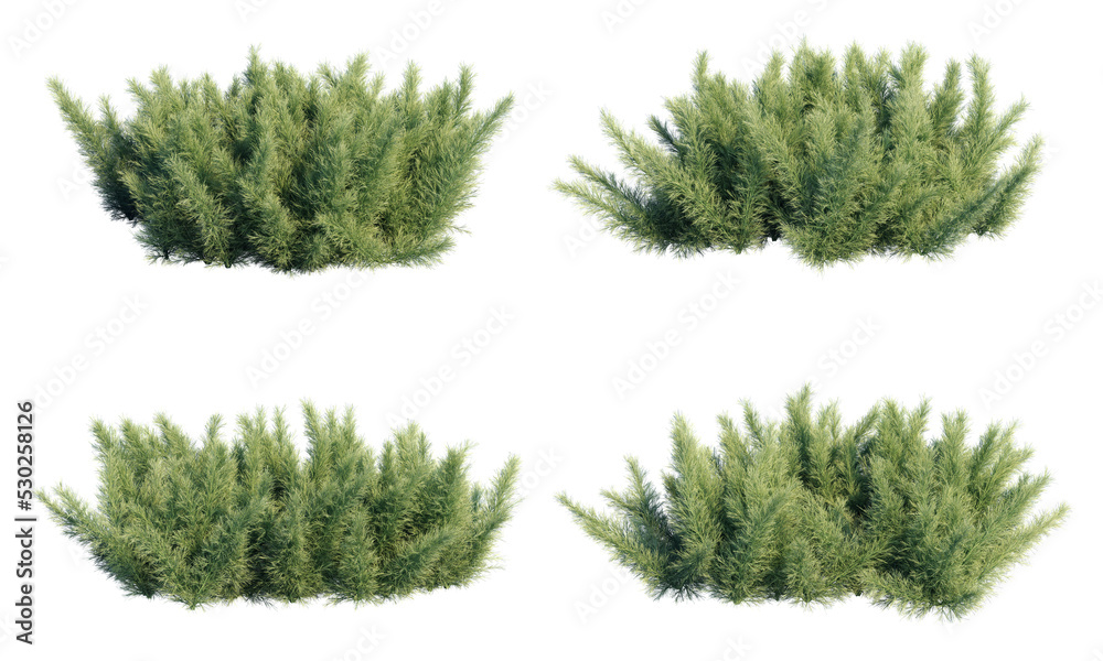 3d rendering of Asparagus aethiopicus Sprengeri isolated Stock