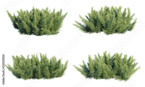 3d rendering of Asparagus aethiopicus Sprengeri isolated