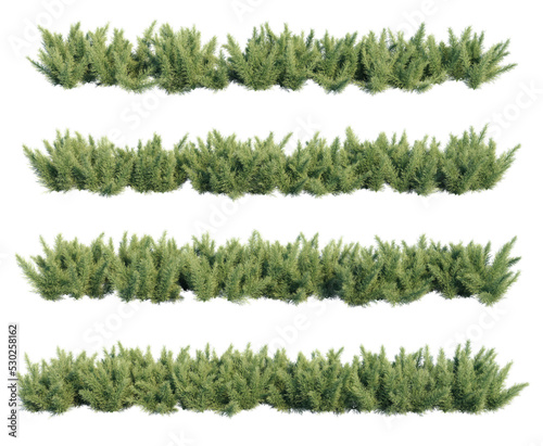 3d rendering of Asparagus aethiopicus Sprengeri isolated photo