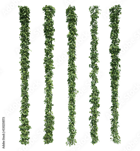 3d rendering of Epipremnum aureum isolated