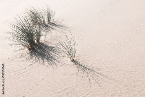 Sandy dunes with wild green grass. Abstract nature background